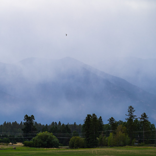 "Bird flying over a misty morning in the mountains of Whitefish M" by Justin Mueller - £10.00 "Bird flying over a misty morning in the mountains of Whitefish M" stock image