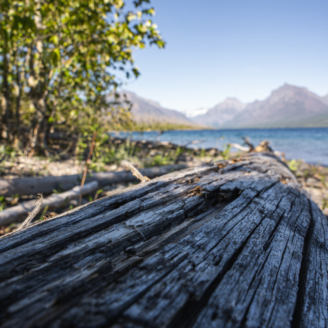 "Fallen Tree Leading into Lake McDonald in Glacier National Park" by Justin Mueller - £10.00 "Fallen Tree Leading into Lake McDonald in Glacier National Park" stock image