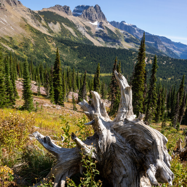 "Dead White Tree Stump with Valley and Mountains in the Backgroun" by Justin Mueller - £10.00 "Dead White Tree Stump with Valley and Mountains in the Backgroun" stock image