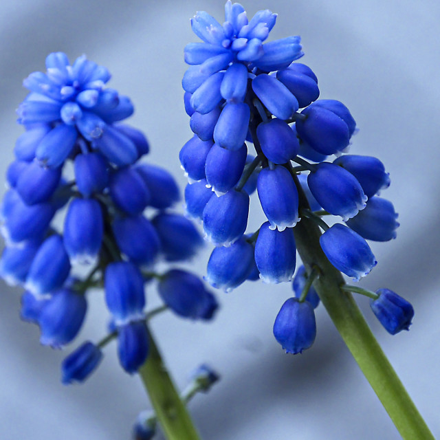 "Blue pearl hyacinth." stock image