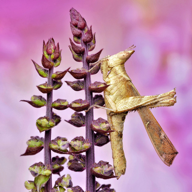 "Stop and Smell The Flowers" stock image