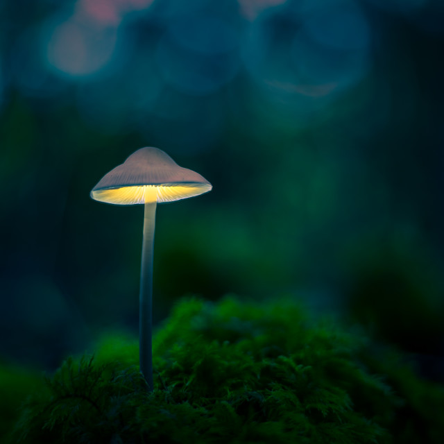 "Its magical in the woods" by Kat Lawman - £20.00 "Its magical in the woods" stock image