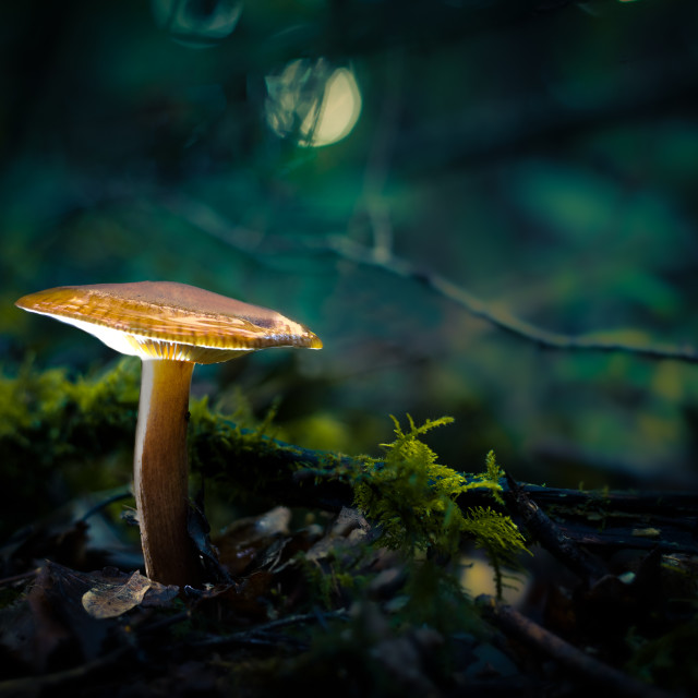 "The fairy's turned the light on" by Kat Lawman - £20.00 "The fairy's turned the light on" stock image