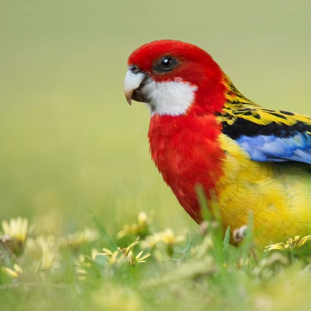 "Eastern Rosella in Capeweed Flowers" stock image