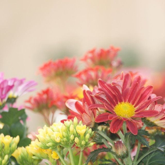 "Flowers" by Sadiq A Al Qatari - £10.00 "Flowers" stock image
