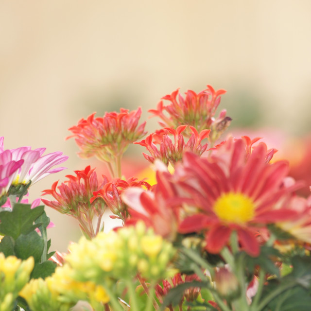 "Flowers Garden" by Sadiq A Al Qatari - £10.00 "Flowers Garden" stock image