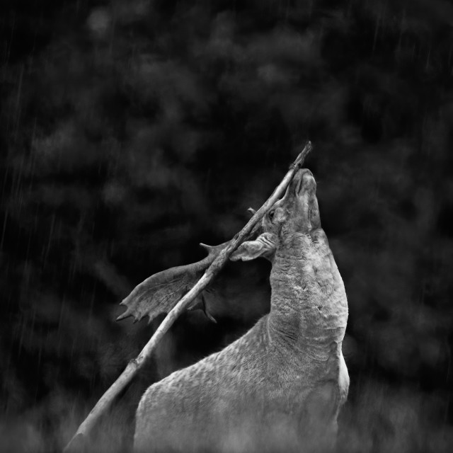 "Deer Triangle" by Gareth Tallon (Abidastra) - $12.35 "Deer Triangle" stock image
