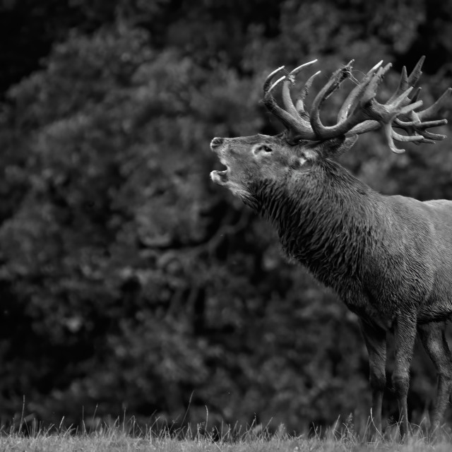 "Bellowing Stag" stock image