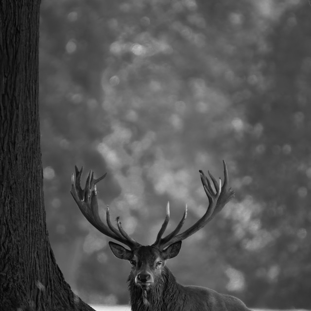 "Resting Stag" stock image