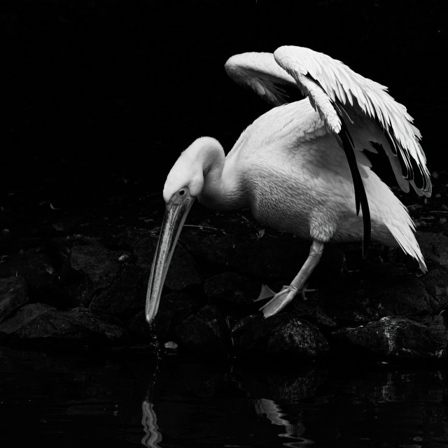 "Drinking Pelican" stock image