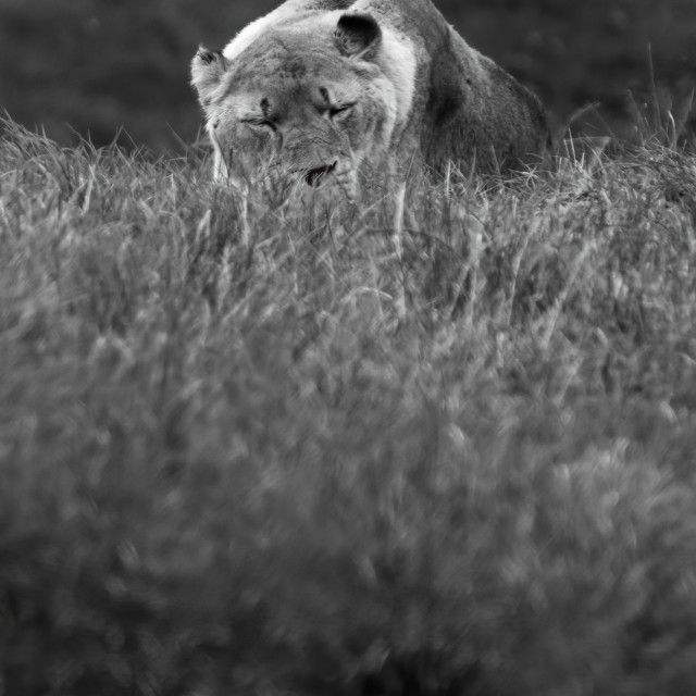 "Sleeping Lion" stock image