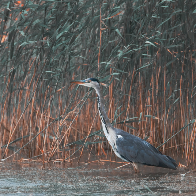 "Wading Heron" by Gareth Tallon (Abidastra) - $12.35 "Wading Heron" stock image