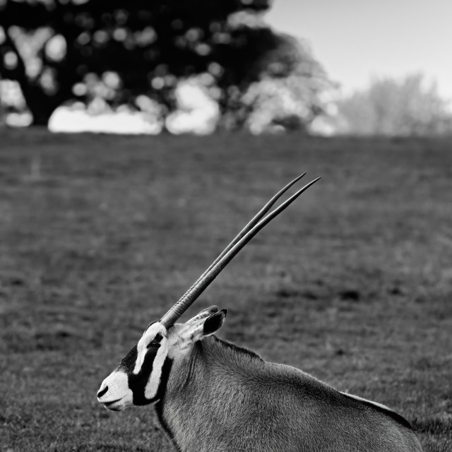 "Oryx Gazelle" stock image