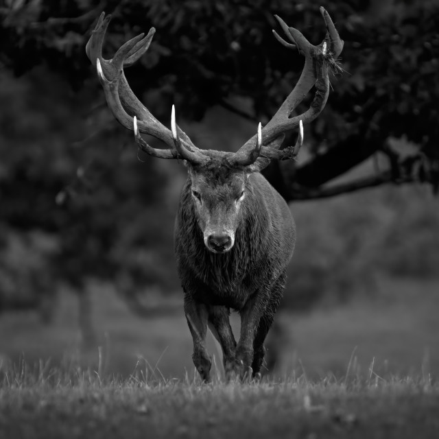 "King of the Forest" stock image