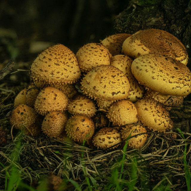"woodland fungi" stock image
