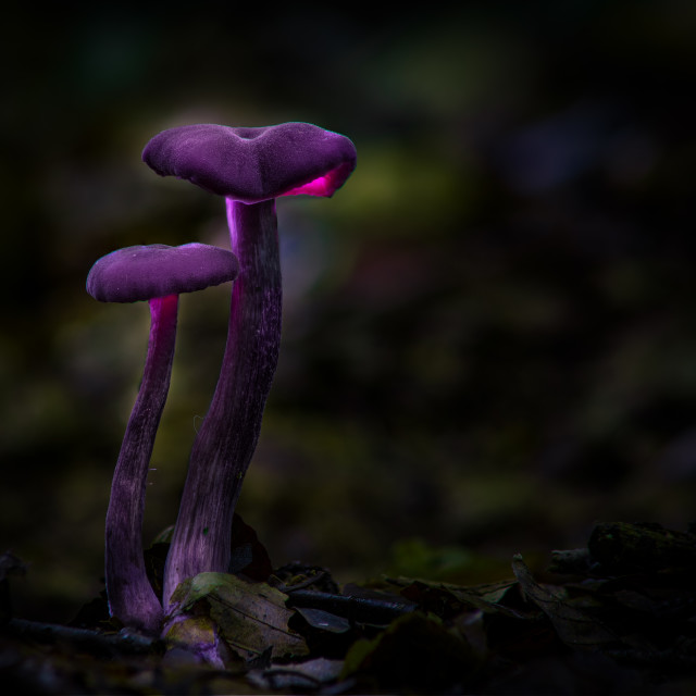 "The Amethyst Deceivers" by Kat Lawman - £20.00 "The Amethyst Deceivers" stock image