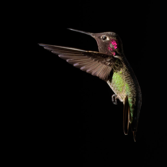 "A Male Anna's Hummingbird" stock image