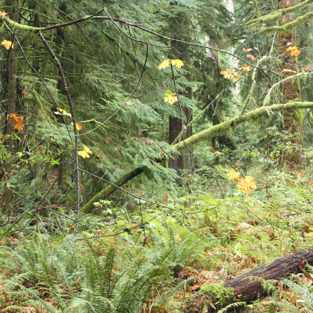 "Trees in the Elk Falls Provincial Park near Campbell River." by Julian Worker - £10.00 "Trees in the Elk Falls Provincial Park near Campbell River." stock image