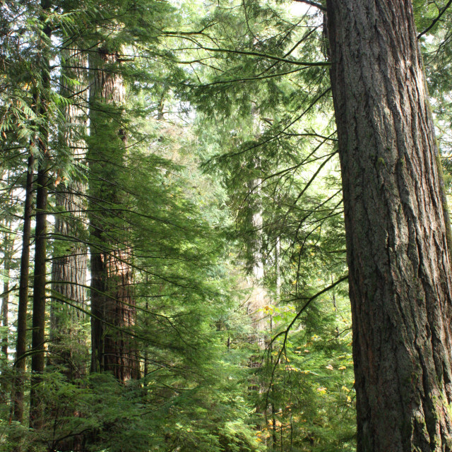 "Trees in the Elk Falls Provincial Park near Campbell River" by Julian Worker - £10.00 "Trees in the Elk Falls Provincial Park near Campbell River" stock image