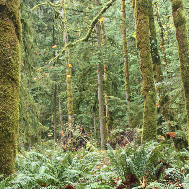 "Trees in the Elk Falls Provincial Park near Campbell River" by Julian Worker - £10.00 "Trees in the Elk Falls Provincial Park near Campbell River" stock image