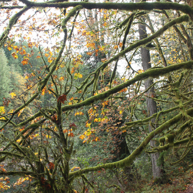 "Trees in the Elk Falls Provincial Park near Campbell River" by Julian Worker - £10.00 "Trees in the Elk Falls Provincial Park near Campbell River" stock image