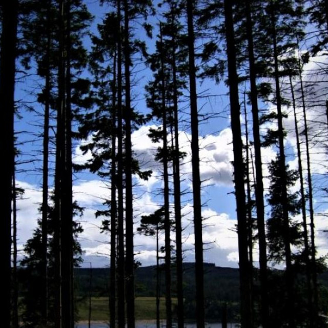 "Kielder Forest" stock image