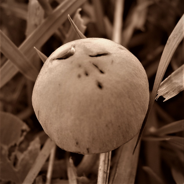 "Fungus Face" stock image