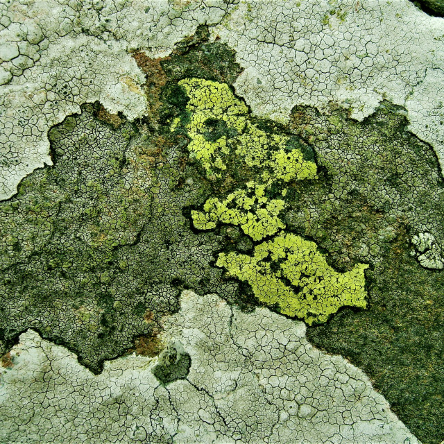 "Lichen" stock image