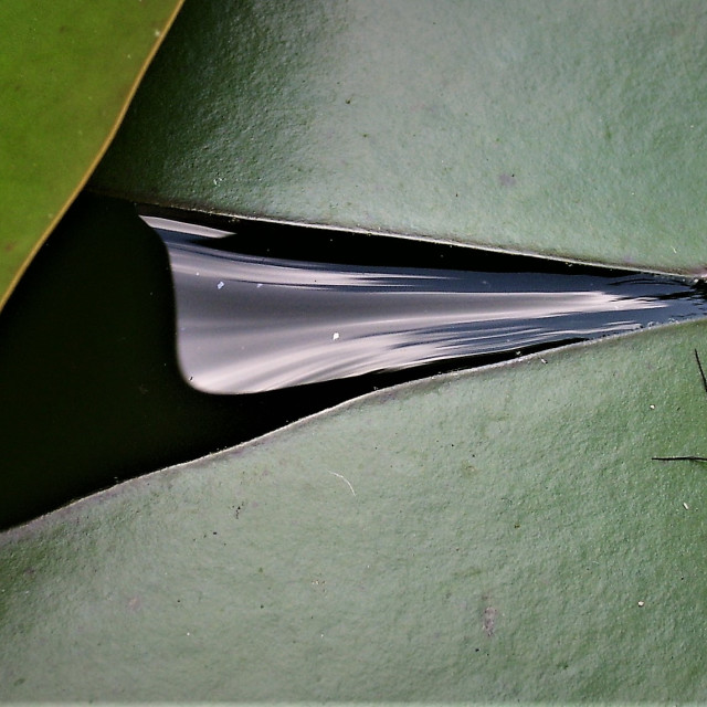 "Pondskater on Water Lily" stock image