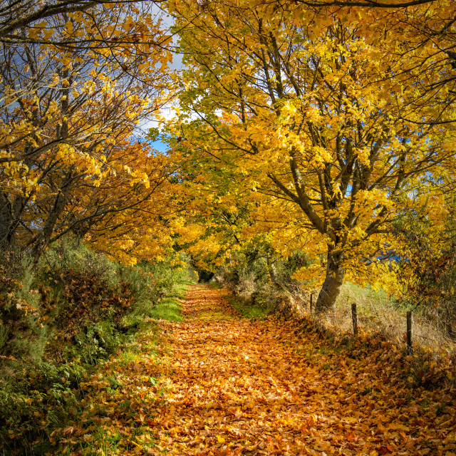 "Leafy lane, Balacladdich, Ardullie, Highlands" stock image