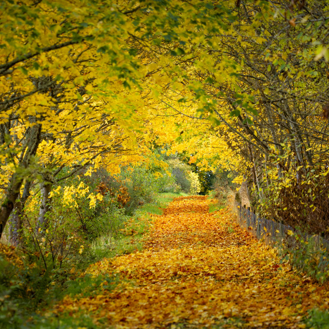 "Autumnal Dream, Ardullie, Highlands" stock image
