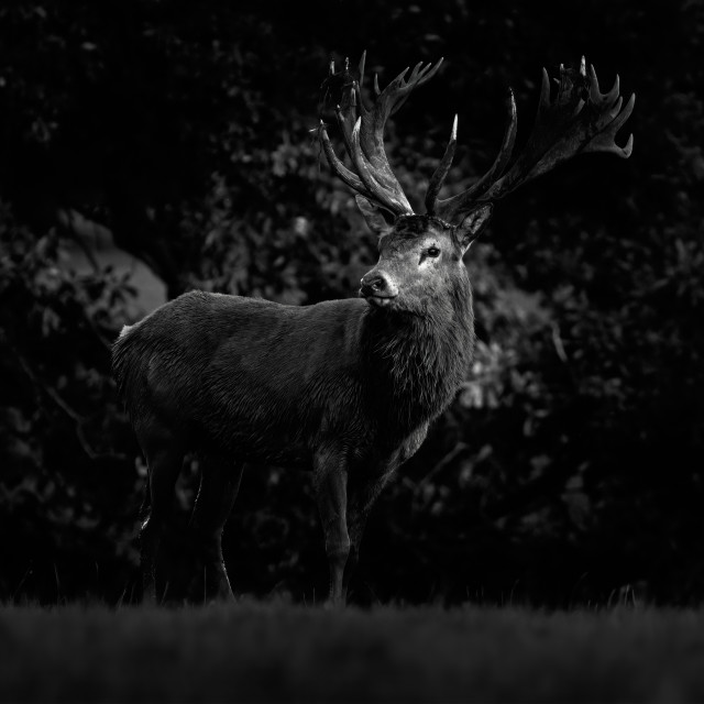 "The Majestic Lord" by Gareth Tallon (Abidastra) - $12.35 "The Majestic Lord" stock image