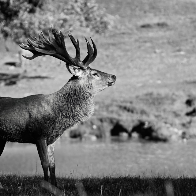 "Overlooking His Domain" stock image