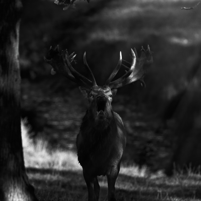 "Forest Call" by Gareth Tallon (Abidastra) - $12.35 "Forest Call" stock image