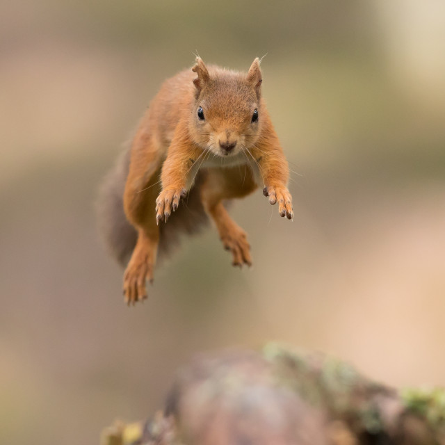 "Red Squirrel leap" stock image