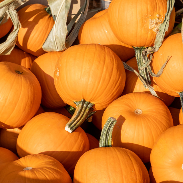 "Small round orange pumpkins in fall" stock image