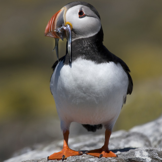 "Puffin with sand eels" stock image