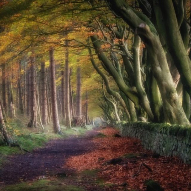 "Autumn Trail" by Andrew Gray Photography - £15.00 "Autumn Trail" stock image
