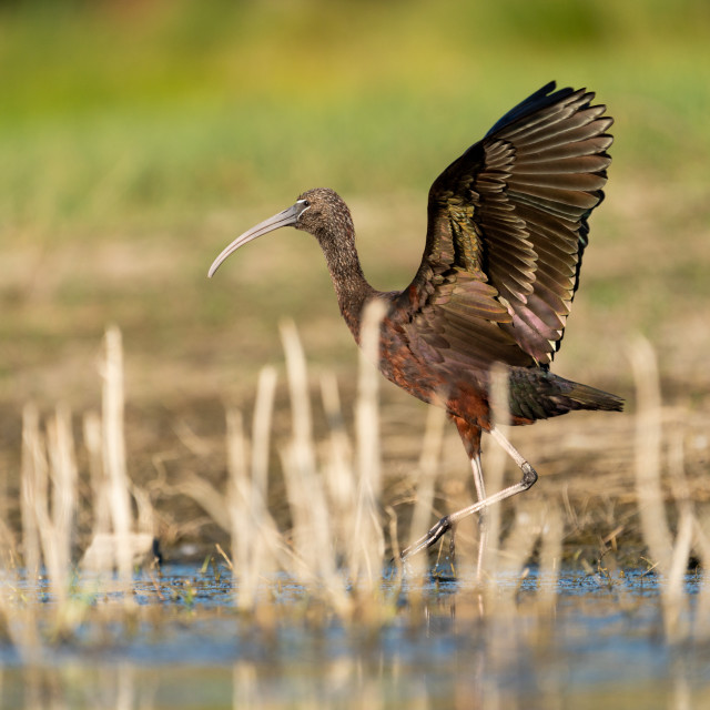 "Glossy ibis (Plegadis falcinellus) with open wings near the shore" by Diogo Oliveira - $50.62 "Glossy ibis (Plegadis falcinellus) with open wings near the shore" stock image