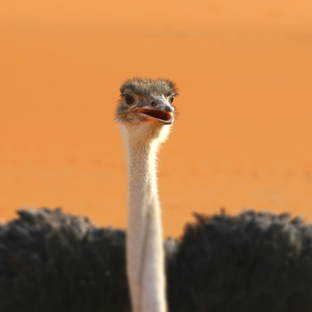 "Arabian Desert Ostrich" by Sadiq A Al Qatari - £10.00 "Arabian Desert Ostrich" stock image