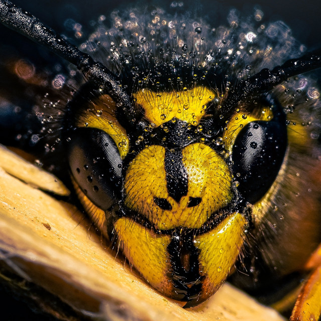 "Wasp up" stock image