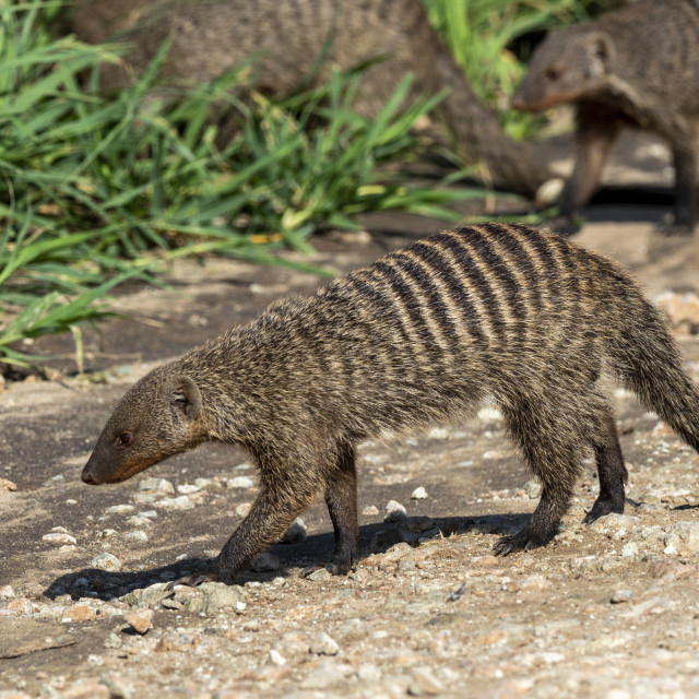 "A pack of banded mongooses, Mungos mungo, near their den site in Tarangire..." stock image
