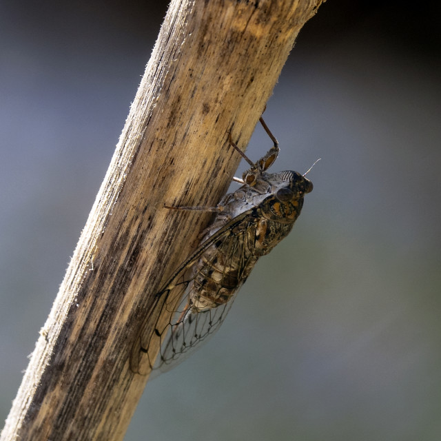 "Cicada (Cicadidae)" stock image