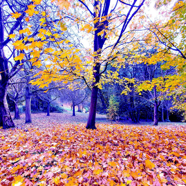 "Autumn Colour Splashes" stock image