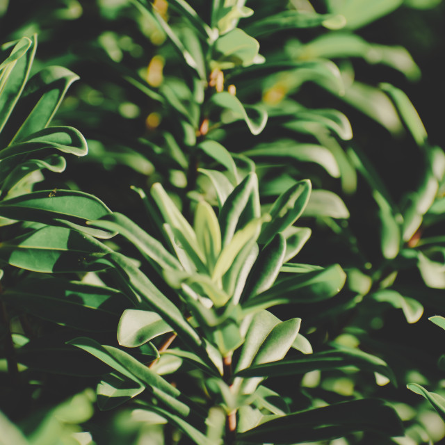 "Still Life Green Leafs Close Up" stock image