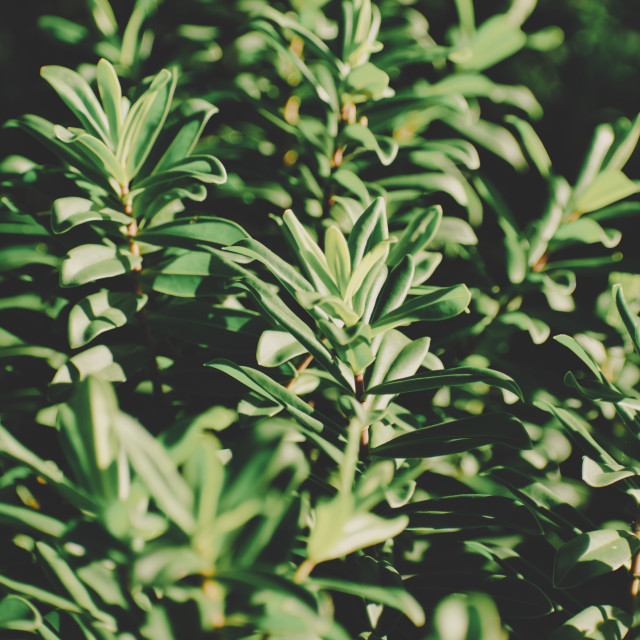 "Still Life Green Leafs" stock image