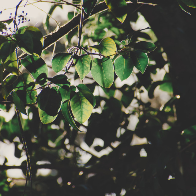 "Still Life Leafs on the Tree" stock image