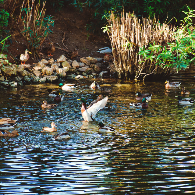"Ducks on the Lake" by Pedro Venâncio - $14.48 "Ducks on the Lake" stock image