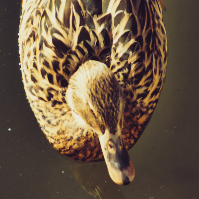 "Duck view from above close up" by Pedro Venâncio - $14.48 "Duck view from above close up" stock image