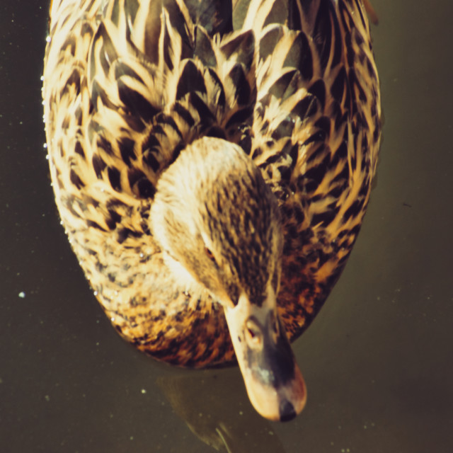 "Duck view from above close up" stock image